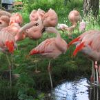 Flamingo
 / Фламинго
